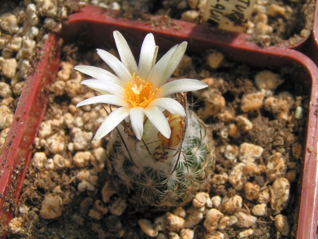 TURBINICARPUS  lauii